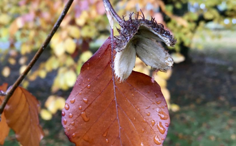 Bøkefrøet forteller